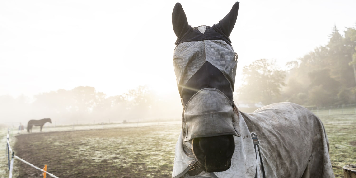 cavallo coperto con paraocchi