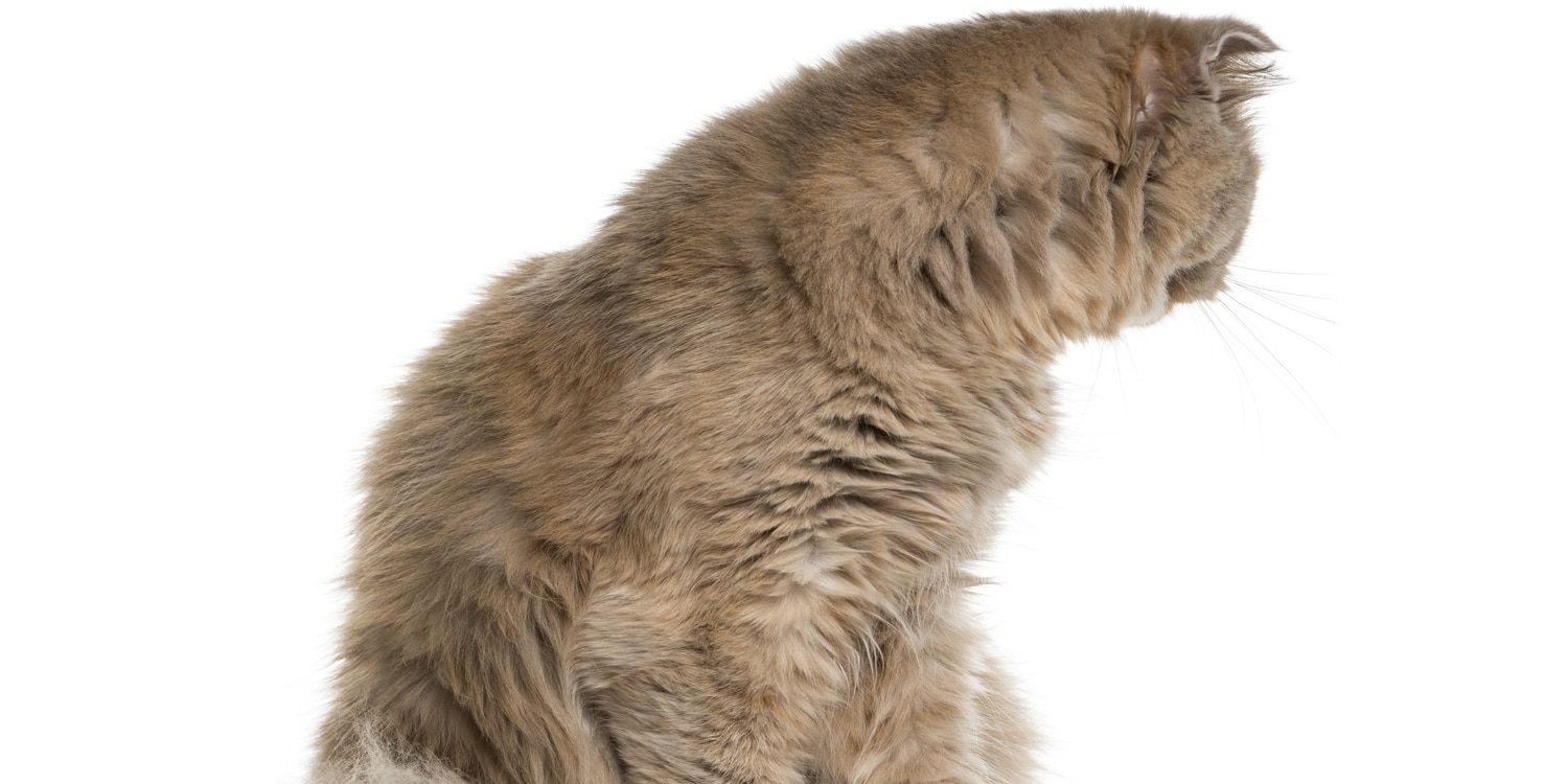 gatto girato con indifferenza